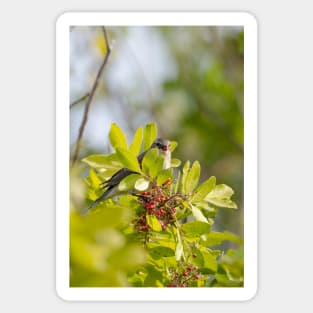 Yellow-rumped Warbler Sticker